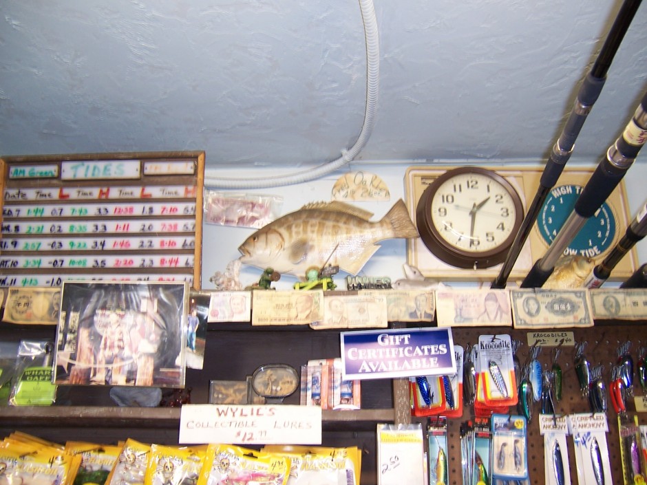 A large barred surfperch