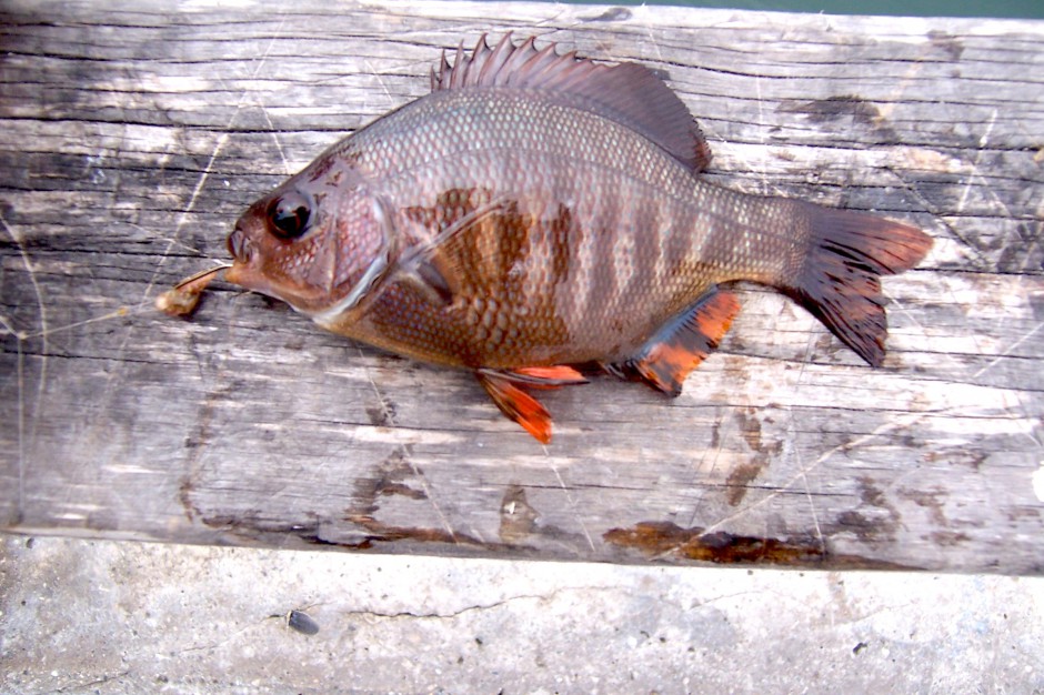 Blackperch1_Cabrillo_Pier_2007