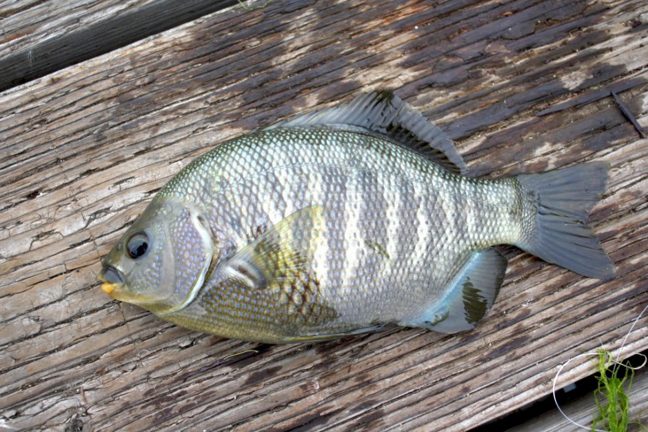 Blackperch_Morro_Bay_2010
