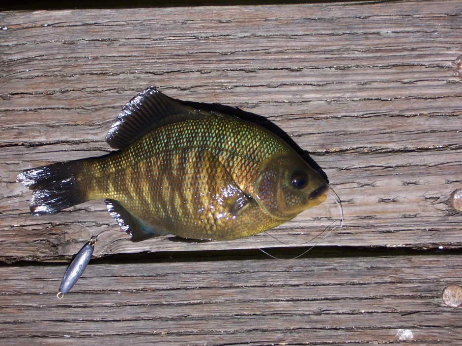 Blackperch_Stillwater_Cove_Pier_2005