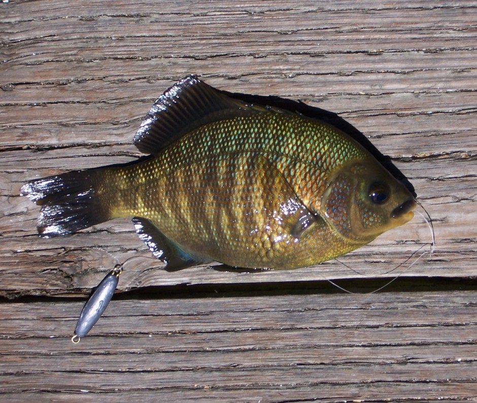 Blackperch_Stillwater_Cove_Pier_2005