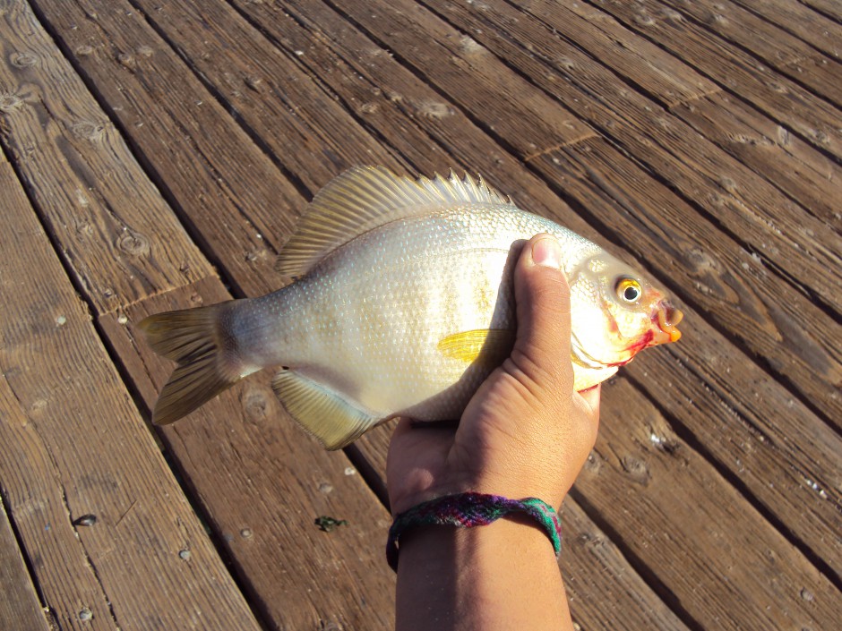 Blackperch(white)_Ventura_PIer_9.4.10