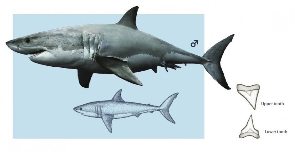 sharks-p36