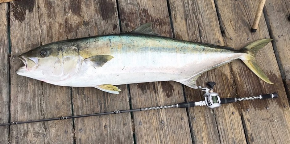 Yellowtail_Crystal_2019.4_Angel