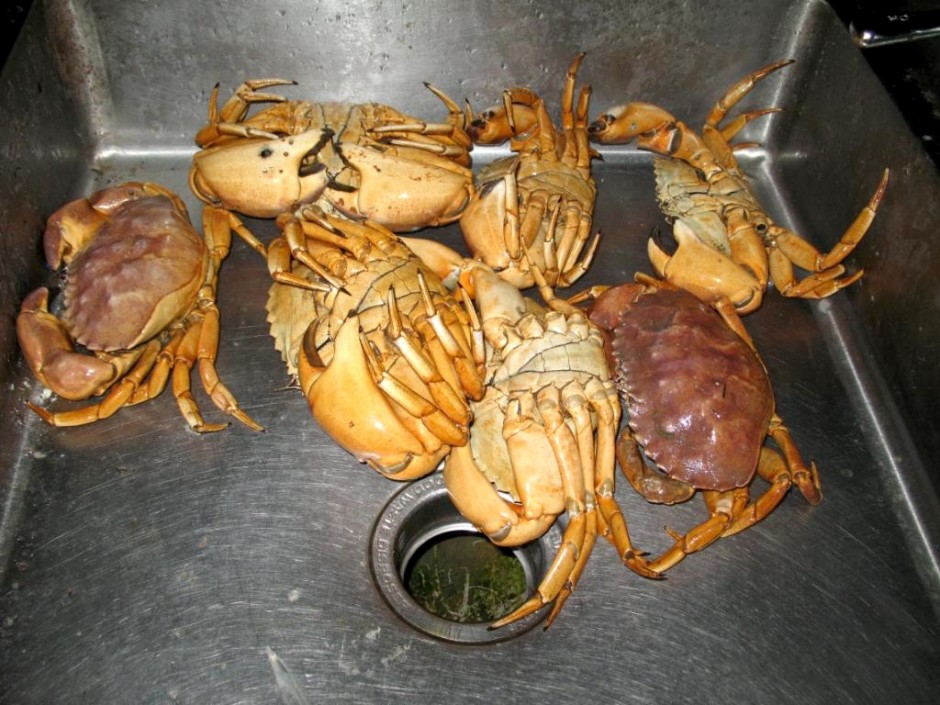 Crabs_Hashem_SM_Pier_1_09