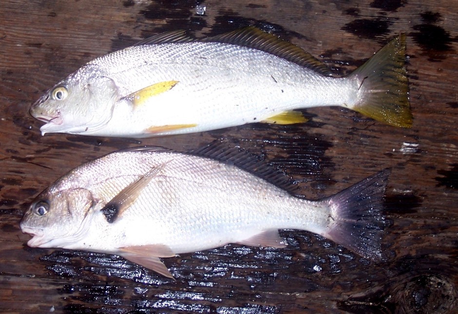 SCP_Croakers3_2007