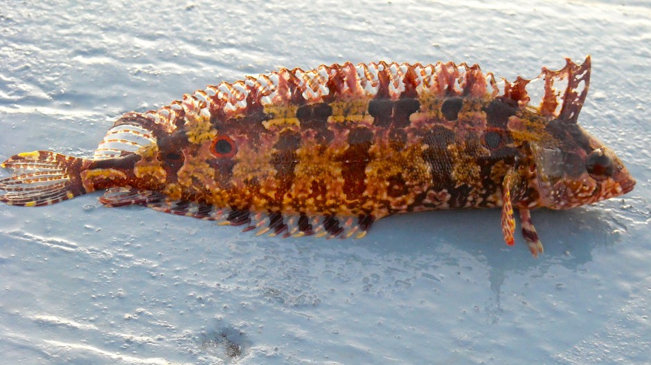 RSP_Spotted_Kelpfish22_2_09