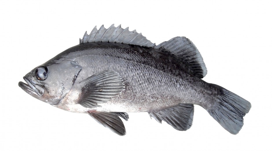 Black.Rockfish_Trinidad_2008_8