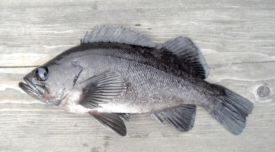 Black.Rockfish_Trinidad_2008_8.3_2