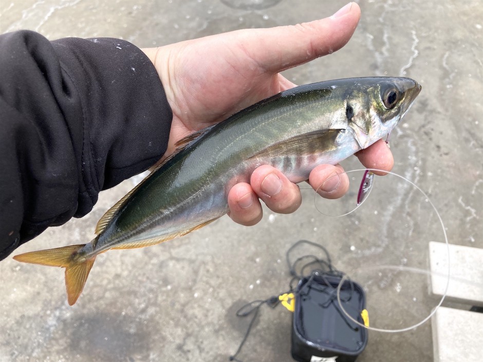 Cat_2023.5_Mole_Jack Mackerel.1.2_fish-ninja