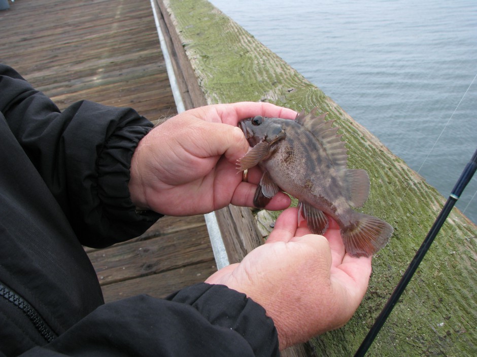 B.Rockfish_Goleta_2010_10.24