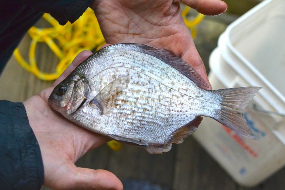 Calico.Perch_Trinidad