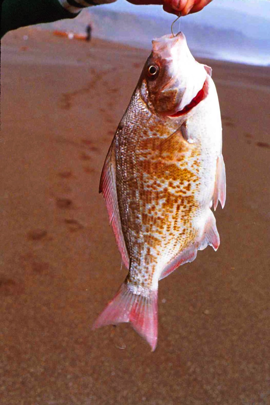 Redtail_Surfperch_1