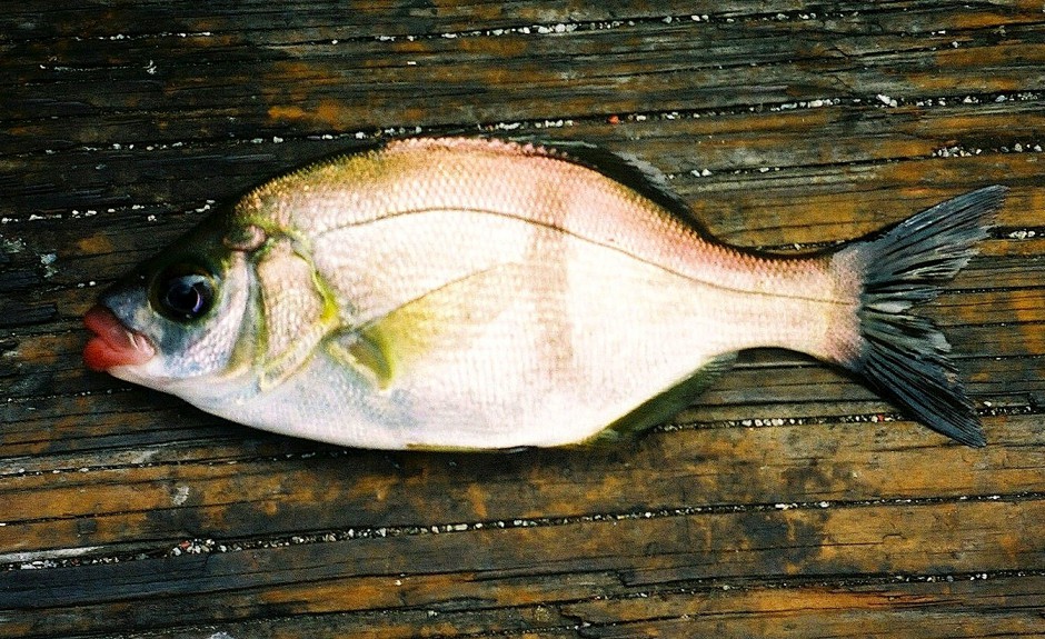 Rubberlip.Perch_PSL_2004_1b