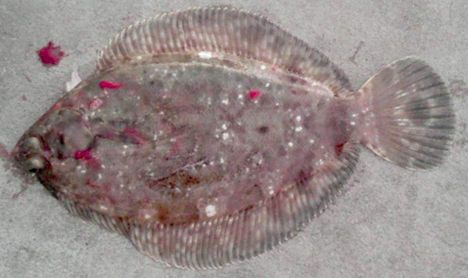 C-O Turbot_Hermosa_Tim.Fitzgerald