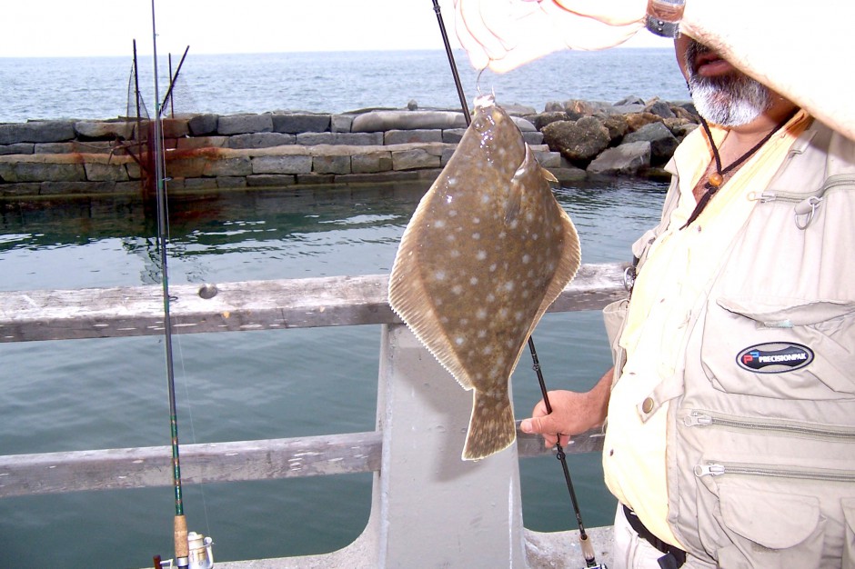 D.Turbot_Cabrillo_2007_Hashem_2