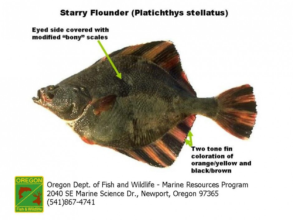 platichthys_stellatus
