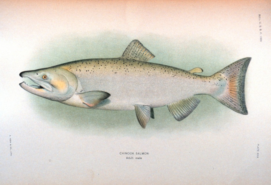 King_salmon_male_NOAA