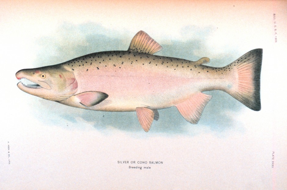 Silver_Salmon_Breeding_NOAA