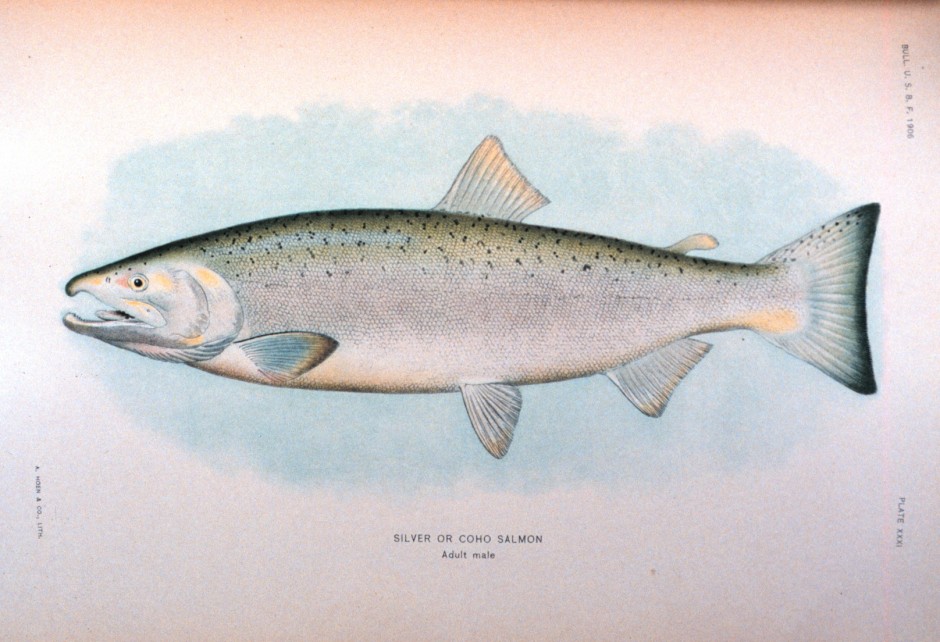 Silver_Salmon_Male_NOAA