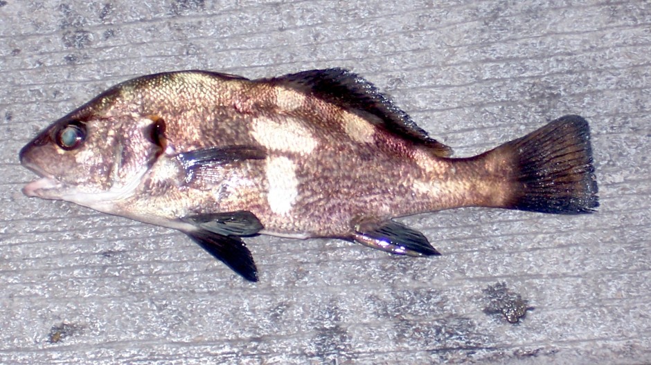 B.Croaker_Oceanside.H_2007_1