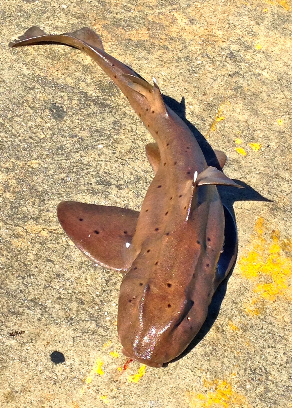 Cat_2015_Mole_H.Shark1_r