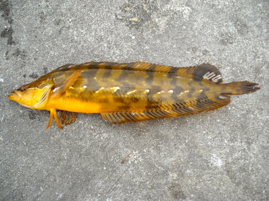 Giant.Kelpfish_Cabrillo.Mole_2009.1