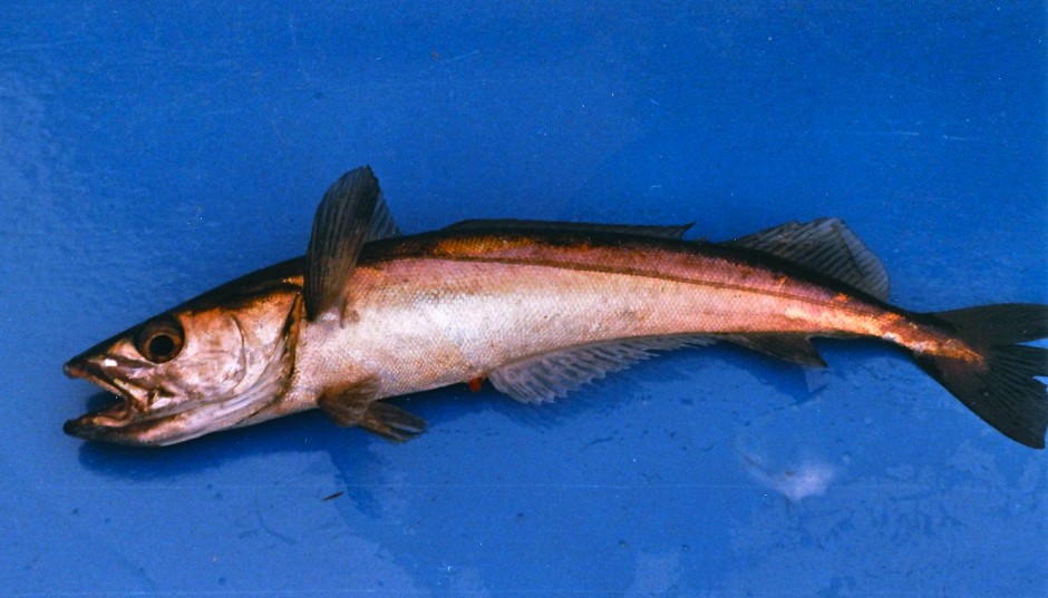 Hake_Santa.Cruz_75.1