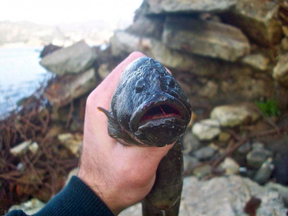 Monkeyface.eel_Pacific.rocks