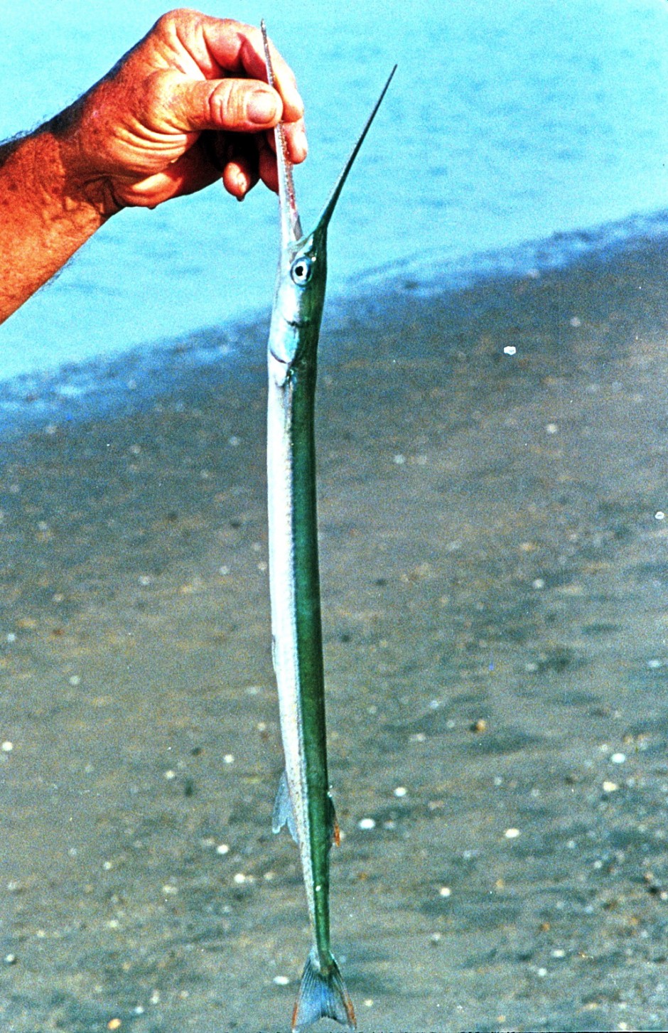 Needlefish_MB_2.2