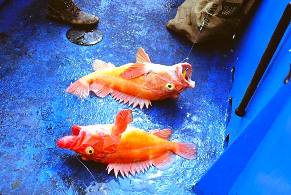 Rockcod_Monterey_3