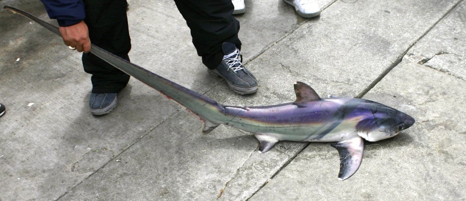 Thresher_Pacifica.P_2006.1