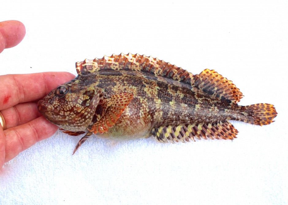 Cat_2017.6_GPP32_Largemouth.Blenny