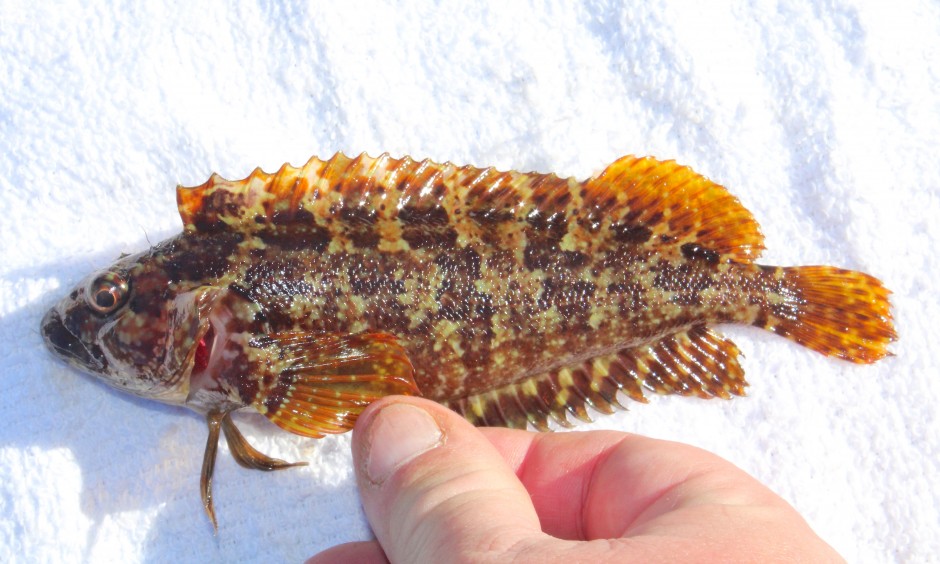 Cat_2017.12_Largemouth.Blenny.2