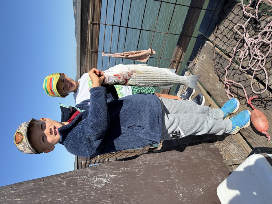 Striped bass.1a